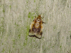 Clepsis melaleucanus