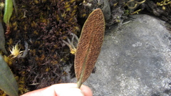 Elaphoglossum affine