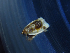 Clepsis melaleucanus