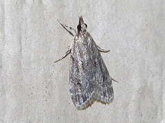 Eudonia strigalis