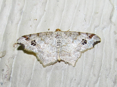 Macaria notata