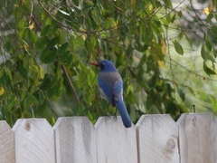 Aphelocoma californica