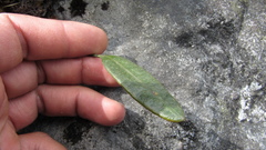 Elaphoglossum affine