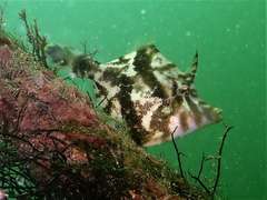 Acreichthys tomentosus