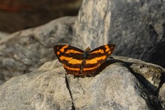 Symbrenthia lilaea formosanus
