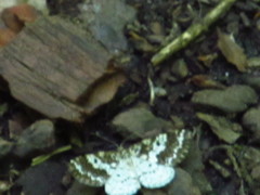 Eufidonia discospilata