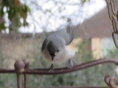 Baeolophus bicolor