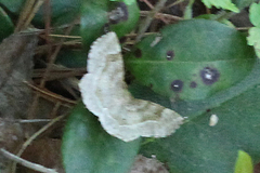 Metarranthis indeclinata