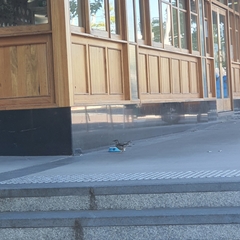 Anthochaera carunculata