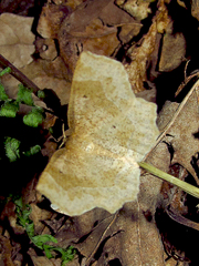 Metarranthis indeclinata