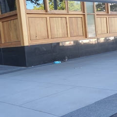 Anthochaera carunculata