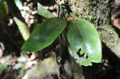 Image of Elaphoglossum backhouseanum