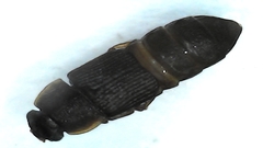 Caplothorax lugubris