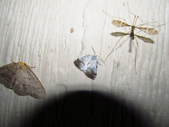 Lomographa semiclarata