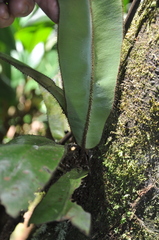 Elaphoglossum backhouseanum