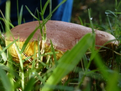 Boletus subtomentosus image