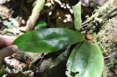 Elaphoglossum backhouseanum