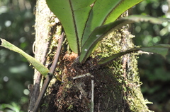 Elaphoglossum backhouseanum
