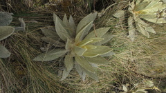 Espeletia barclayana