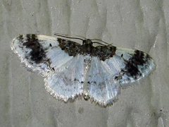 Hydrelia condensata