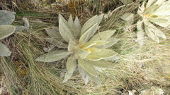 Espeletia barclayana