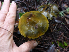 Hygrocybe