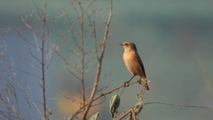 Saxicola stejnegeri