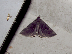 Hypena sordidula