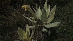 Espeletia barclayana