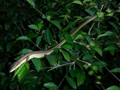 Takydromus sexlineatus
