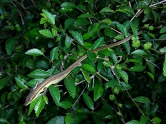 Takydromus sexlineatus