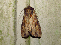 Apamea vultuosa