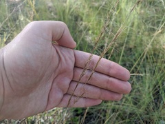 Aristida stricta