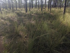 Aristida stricta