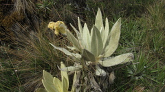 Espeletia barclayana