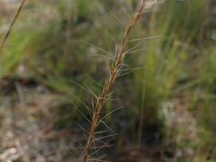 Aristida stricta