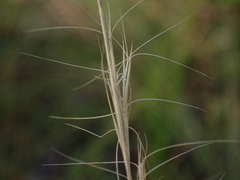 Aristida stricta