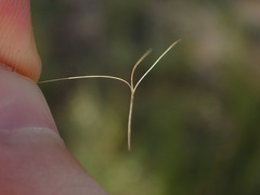 Aristida stricta