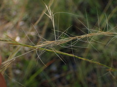 Aristida stricta