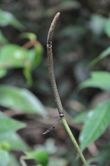 Anthurium lactifructum image