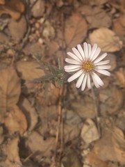 Symphyotrichum moranense