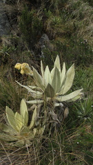 Espeletia barclayana