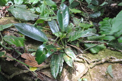 Anthurium lactifructum