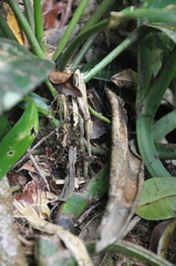 Anthurium lactifructum
