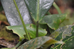 Anthurium lactifructum