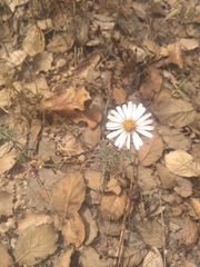 Symphyotrichum moranense