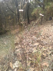 Symphyotrichum moranense