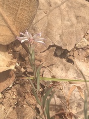 Symphyotrichum moranense