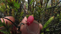 Disterigma alaternoides