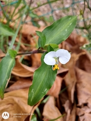 Commelina erecta erecta
